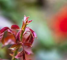 jeune pousse de rosier rouge, mise au point sélective photo