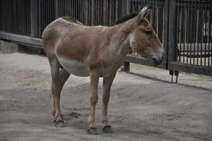 kulan animal dans le zoo photo