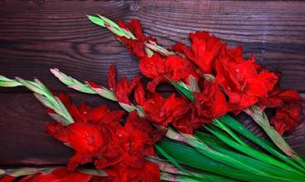 glaïeul à fleurs rouges photo