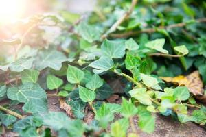 brindilles de lierre vert photo