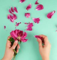 deux mains d'une jeune fille à la peau lisse et aux pétales de pivoine rouge photo