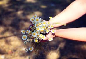 bouquet de marguerites blanches des champs dans des mains humaines photo