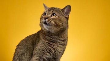 Portrait d'un chat droit écossais gris adulte sur fond jaune photo