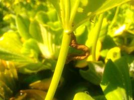 chenilles sur les feuilles photo