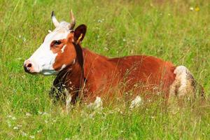 vache couchée sur l'herbe verte photo