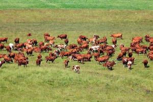 troupeau de vaches laitières sur un pâturage photo