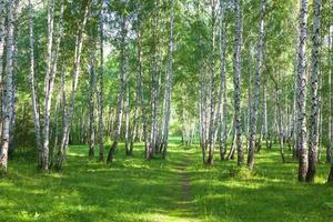belle forêt de bouleaux en été photo