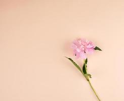 pivoine rose en fleurs sur fond de pêche photo