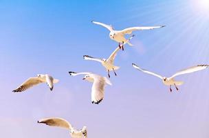 voler des goélands blancs dans le ciel photo