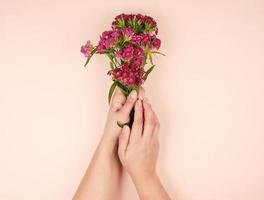 mains féminines avec une peau lisse et des bourgeons d'un oeillet turc en fleurs photo