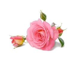bouton de rose rose en fleurs avec des feuilles vertes sur fond blanc, belle fleur photo