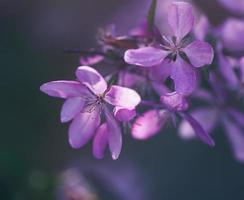 branche de cerisier avec des fleurs roses un jour de printemps photo