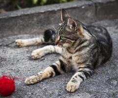 jeune chat tigré gris allongé dans la rue et regardant au loin photo