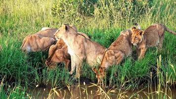impressionnants lions sauvages dans la nature sauvage de l'afrique dans le masai mara. photo