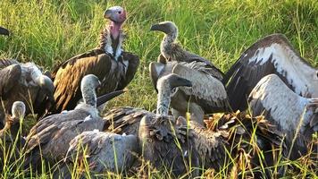 de nombreux vautours se battent pour une carcasse dans la nature sauvage de l'afrique. photo