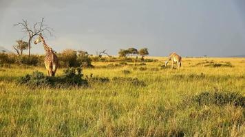 belle girafe dans la nature sauvage de l'afrique. photo