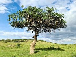 un bel arbre à saucisse kigelia africana dans la savane du kenya en afrique. photo