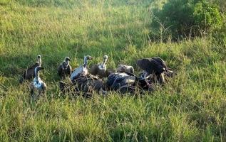 de nombreux vautours se battent pour une carcasse dans la nature sauvage de l'afrique. photo
