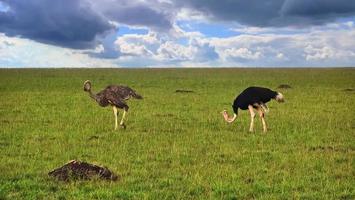 autruche d'oiseau sauvage dans la savane de l'afrique. photo