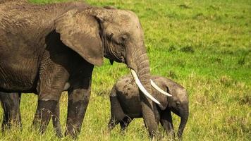 éléphants sauvages dans le bushveld d'afrique par une journée ensoleillée. photo