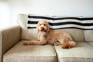 animal de compagnie chien goldendoodle photo