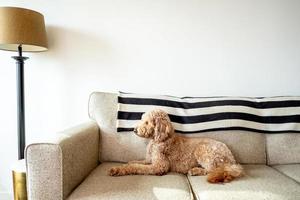 animal de compagnie chien goldendoodle photo