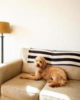 animal de compagnie chien goldendoodle photo