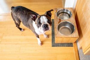 animal de compagnie bouledogue français photo