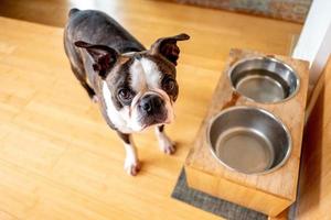 animal de compagnie bouledogue français photo