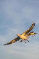 mouette volant haut dans le vent. mouette volante. vol de mouette photo