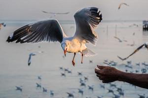 mouette volant haut dans le vent. mouette volante. mouette volant pour manger la nourriture que les gens leur donnent photo