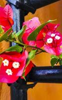 bougainvilliers fleurs roses fleurs sur les arbres playa del carmen mexique. photo