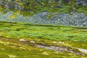 belle montagne et paysage nature panorama parc national de rondane norvège. photo