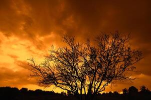 silhouette d'arbre au coucher du soleil photo