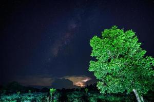 arbre vert la nuit photo