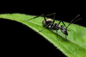 fourmi noire sur une plante photo