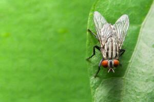 gros plan, de, mouche, sur, a, feuille photo