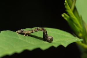 ver sur une feuille photo