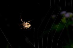 araignée dans la toile d'araignée photo