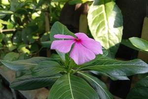 fleurs violet clair avec des feuilles vertes dans la cour le matin. photo