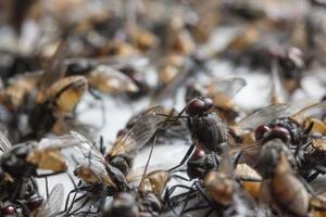 mouches mortes piégées sur un piège à colle photo