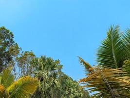 ciel bleu avec du vert photo