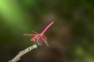 libellule rouge sur fond vert photo