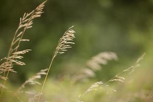 herbe sauvage dans un pré vert photo