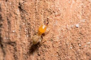 termite sur un journal photo