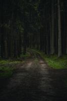 chemin maussade dans la forêt photo