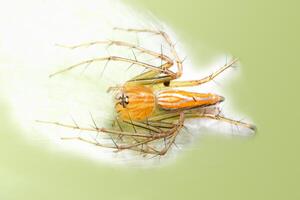 araignée sur une feuille photo