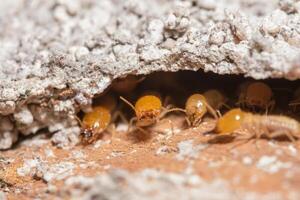 termites sur un journal photo