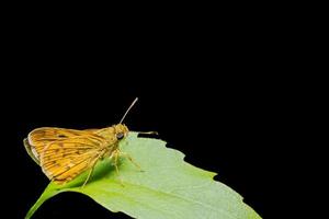 papillon jaune sur une feuille photo