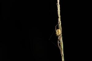 araignée sur l'herbe photo